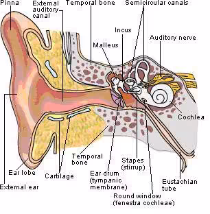 Kulak anatomisi ve yapıları.