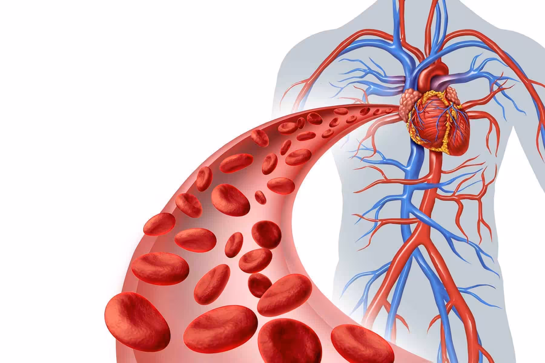 Kan: Damarlarımızdaki Mucizevi Sıvı